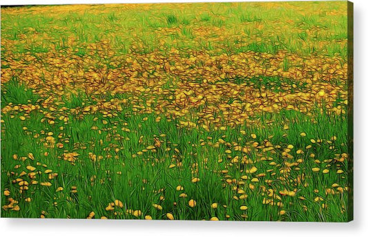Dandelion Field - Acrylic Print
