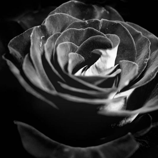 Large Black and White Rose - Art Print