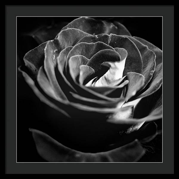 Large Black and White Rose - Framed Print