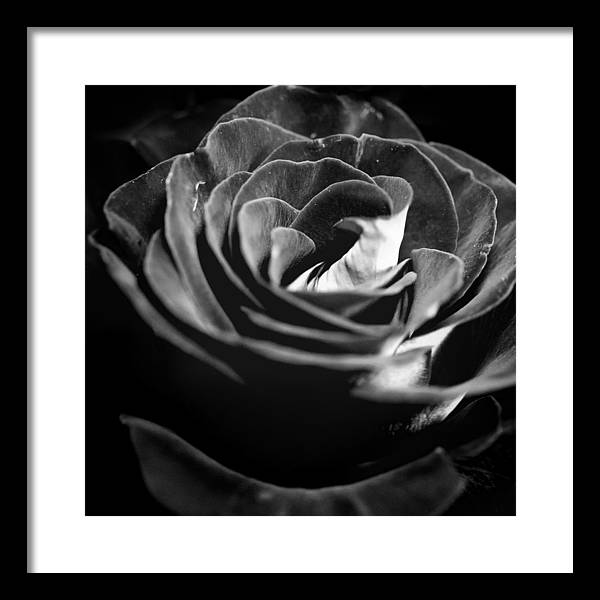 Large Black and White Rose - Framed Print