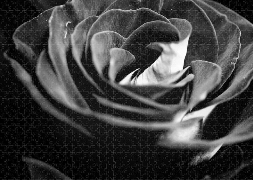 Large Black and White Rose - Puzzle