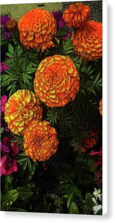 Large Marigolds - Canvas Print