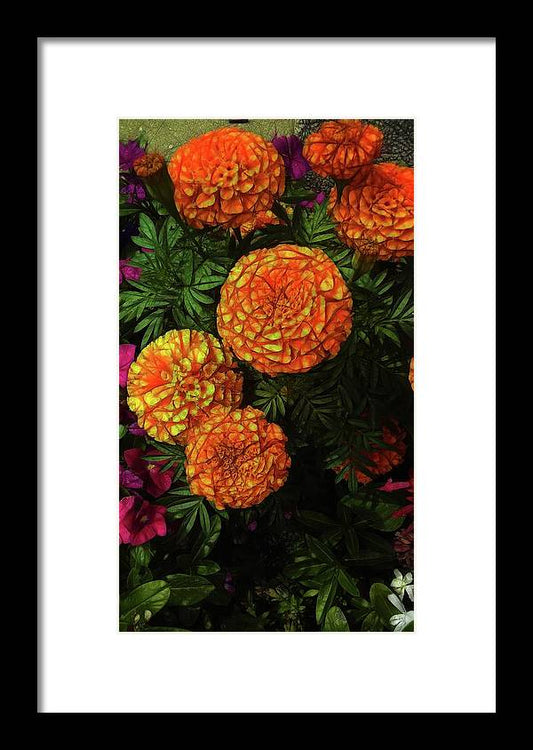 Large Marigolds - Framed Print