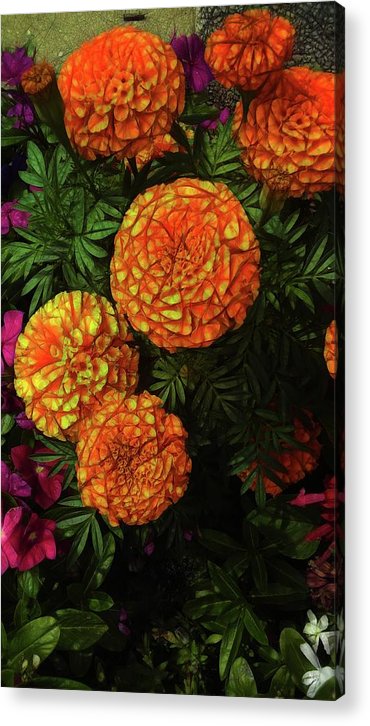 Large Marigolds - Acrylic Print