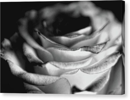 Light Black and White Rose - Canvas Print