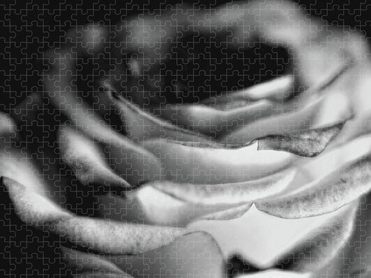 Light Black and White Rose - Puzzle