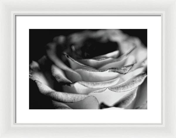 Light Black and White Rose - Framed Print