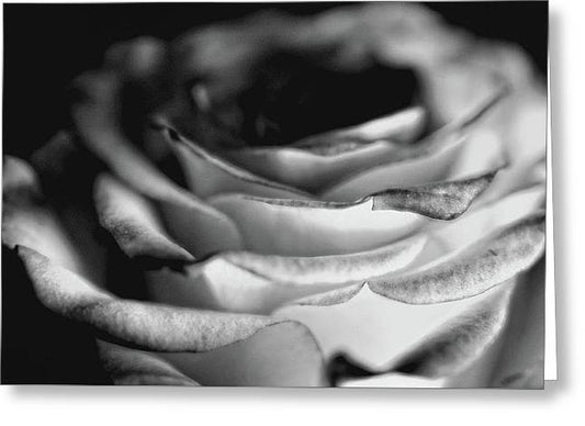 Light Black and White Rose - Greeting Card