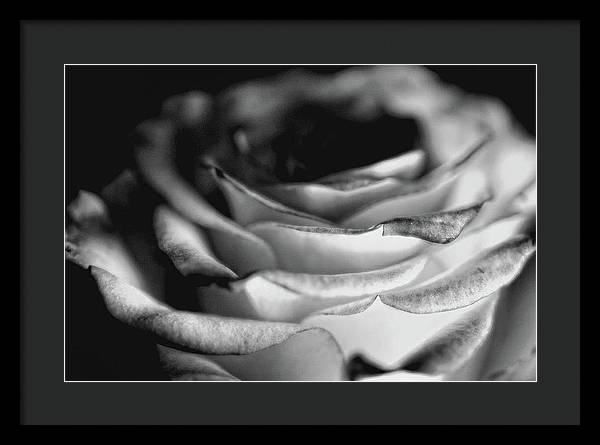 Light Black and White Rose - Framed Print