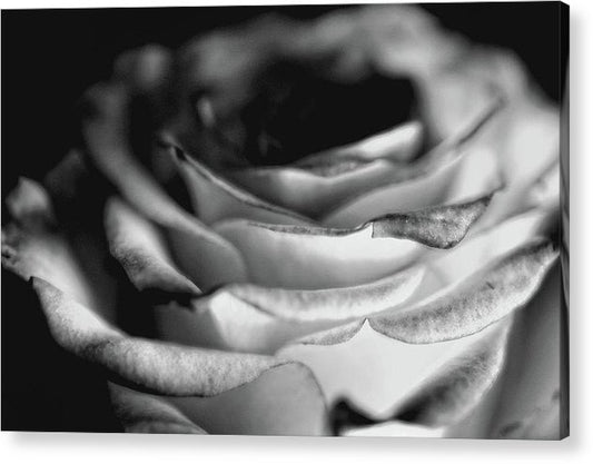 Light Black and White Rose - Acrylic Print
