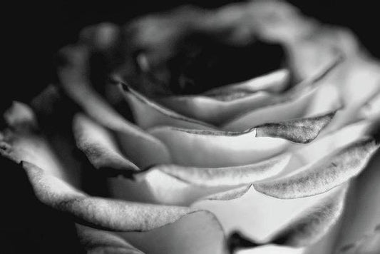 Light Black and White Rose - Art Print