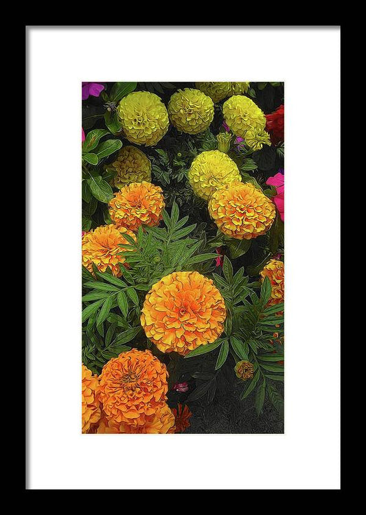 Marigold Garden - Framed Print