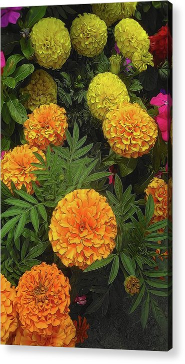 Marigold Garden - Acrylic Print