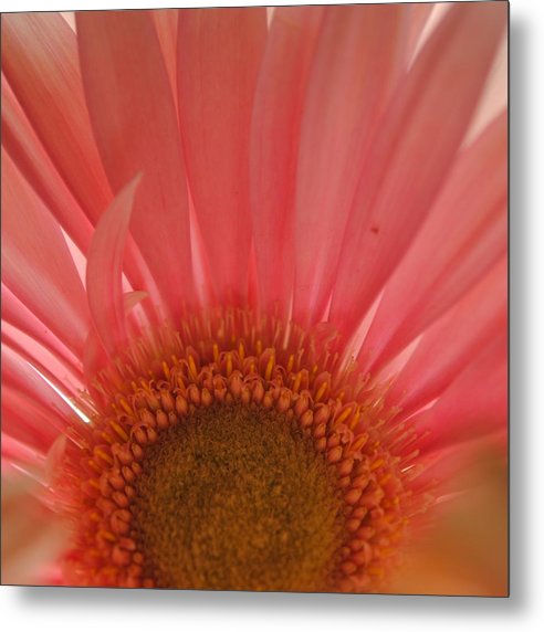 Pastel Pink and Yellow Daisy Center - Metal Print