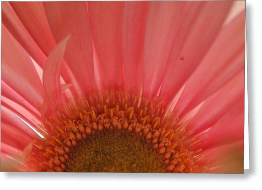 Pastel Pink and Yellow Daisy Center - Greeting Card