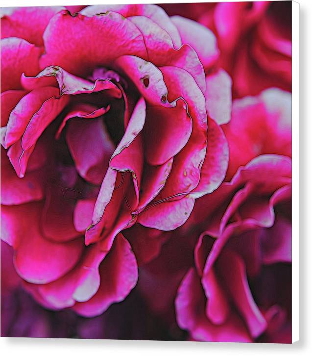 Pink and White Flowers - Canvas Print