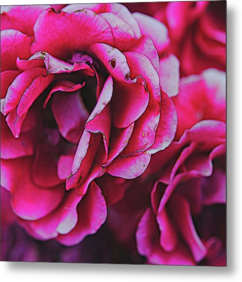 Pink and White Flowers - Metal Print