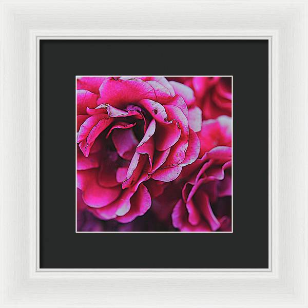 Pink and White Flowers - Framed Print