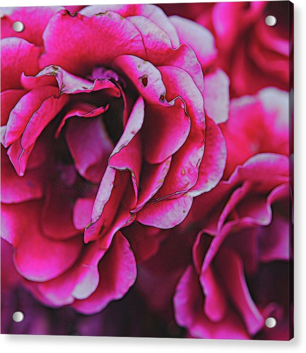 Pink and White Flowers - Acrylic Print