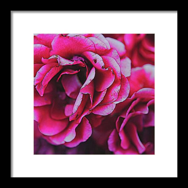 Pink and White Flowers - Framed Print