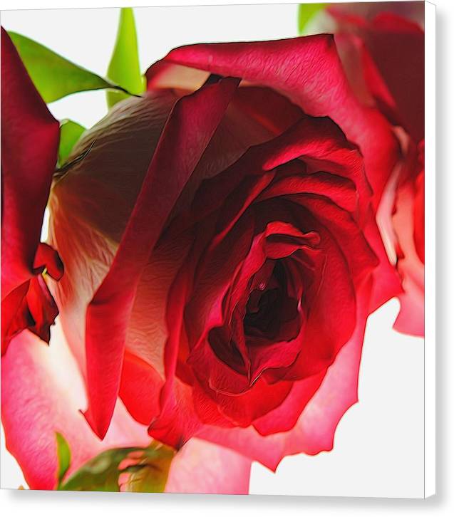 Pink Lined White Rose - Canvas Print