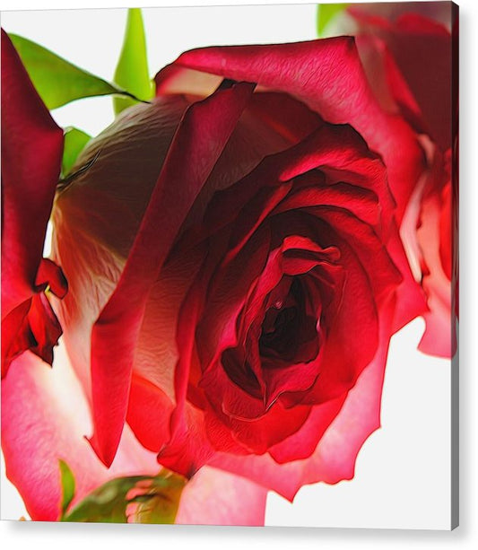 Pink Lined White Rose - Acrylic Print