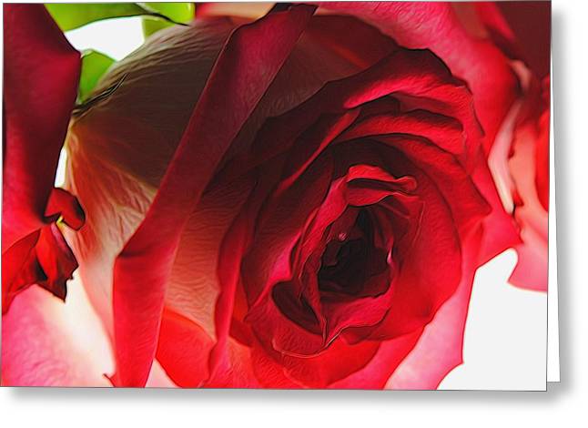 Pink Lined White Rose - Greeting Card