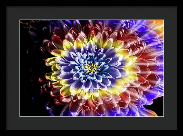 Rainbow Chrysanthemum - Framed Print