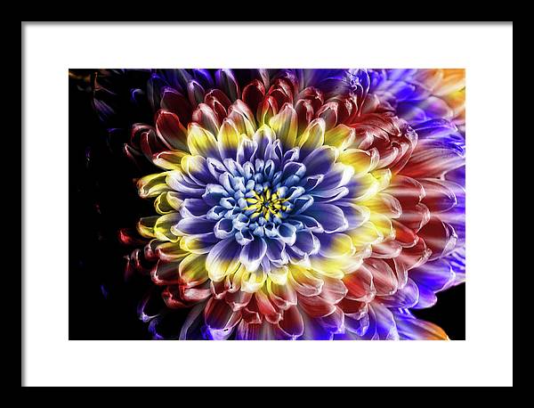 Rainbow Chrysanthemum - Framed Print