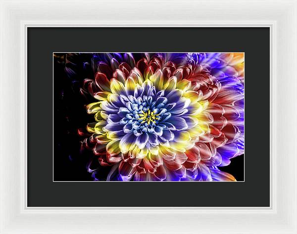 Rainbow Chrysanthemum - Framed Print