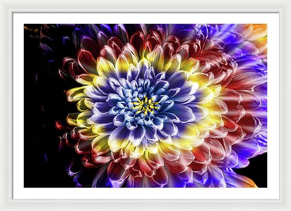 Rainbow Chrysanthemum - Framed Print