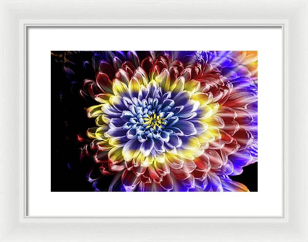 Rainbow Chrysanthemum - Framed Print