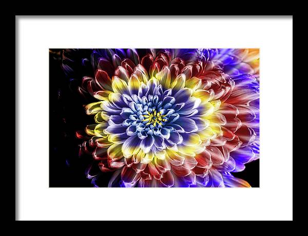 Rainbow Chrysanthemum - Framed Print