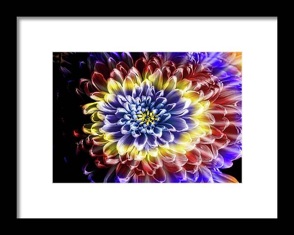 Rainbow Chrysanthemum - Framed Print