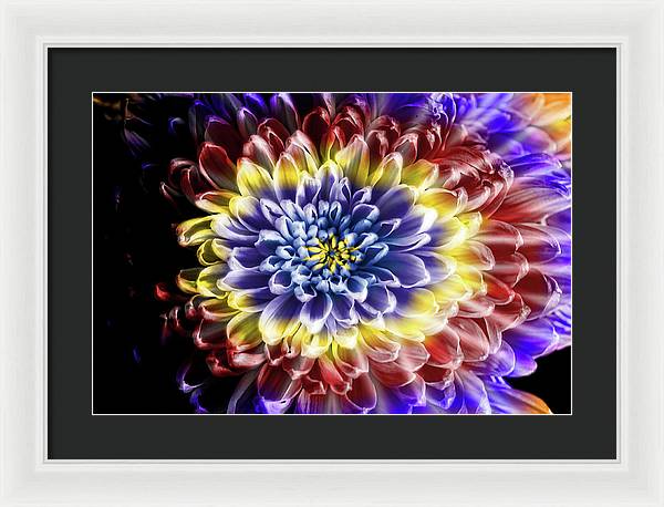 Rainbow Chrysanthemum - Framed Print