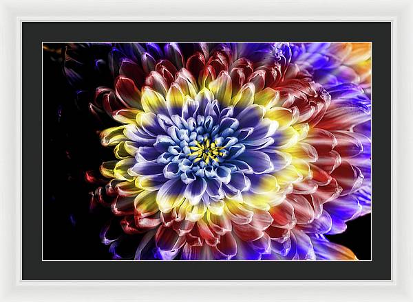 Rainbow Chrysanthemum - Framed Print