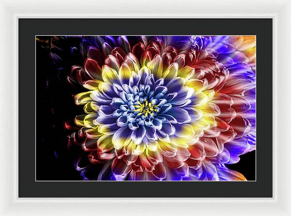 Rainbow Chrysanthemum - Framed Print