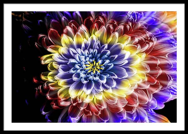 Rainbow Chrysanthemum - Framed Print