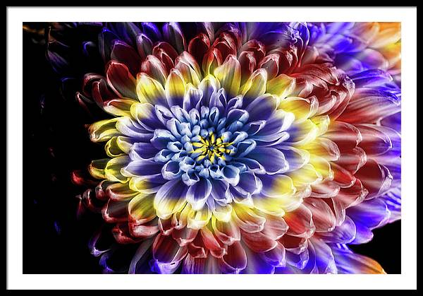 Rainbow Chrysanthemum - Framed Print