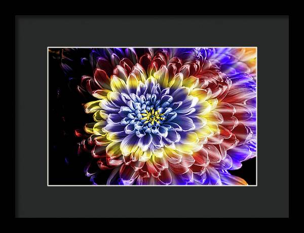 Rainbow Chrysanthemum - Framed Print