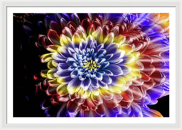 Rainbow Chrysanthemum - Framed Print