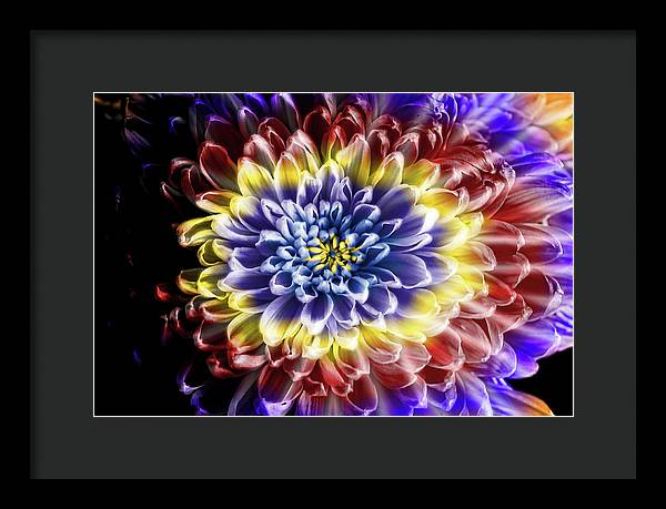 Rainbow Chrysanthemum - Framed Print