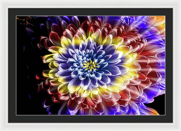 Rainbow Chrysanthemum - Framed Print