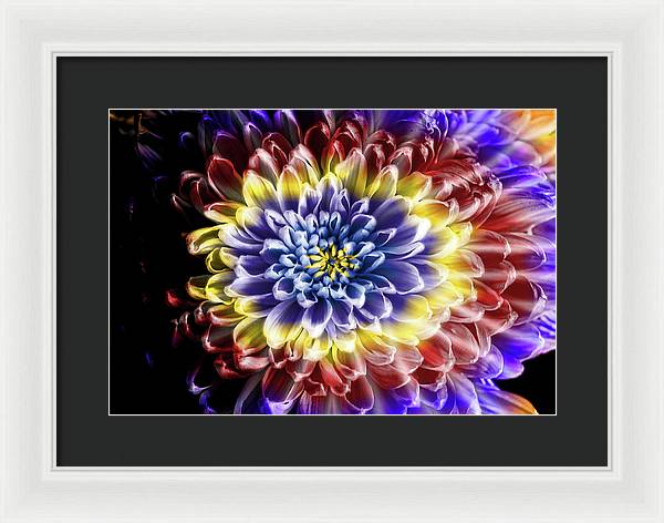 Rainbow Chrysanthemum - Framed Print