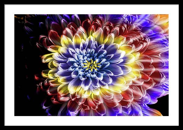 Rainbow Chrysanthemum - Framed Print