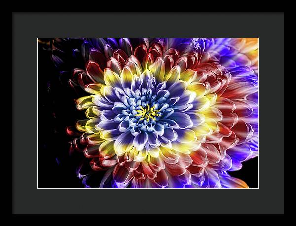 Rainbow Chrysanthemum - Framed Print