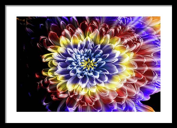 Rainbow Chrysanthemum - Framed Print