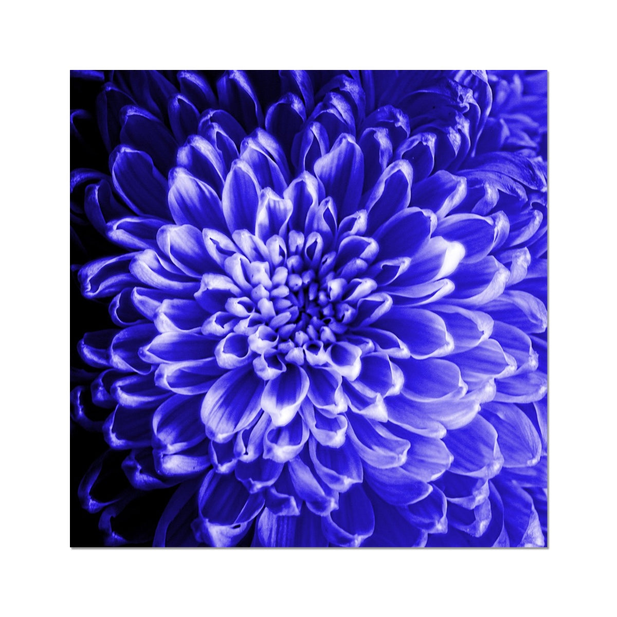 Blue Chrysanthemum Hahnemühle Photo Rag Print
