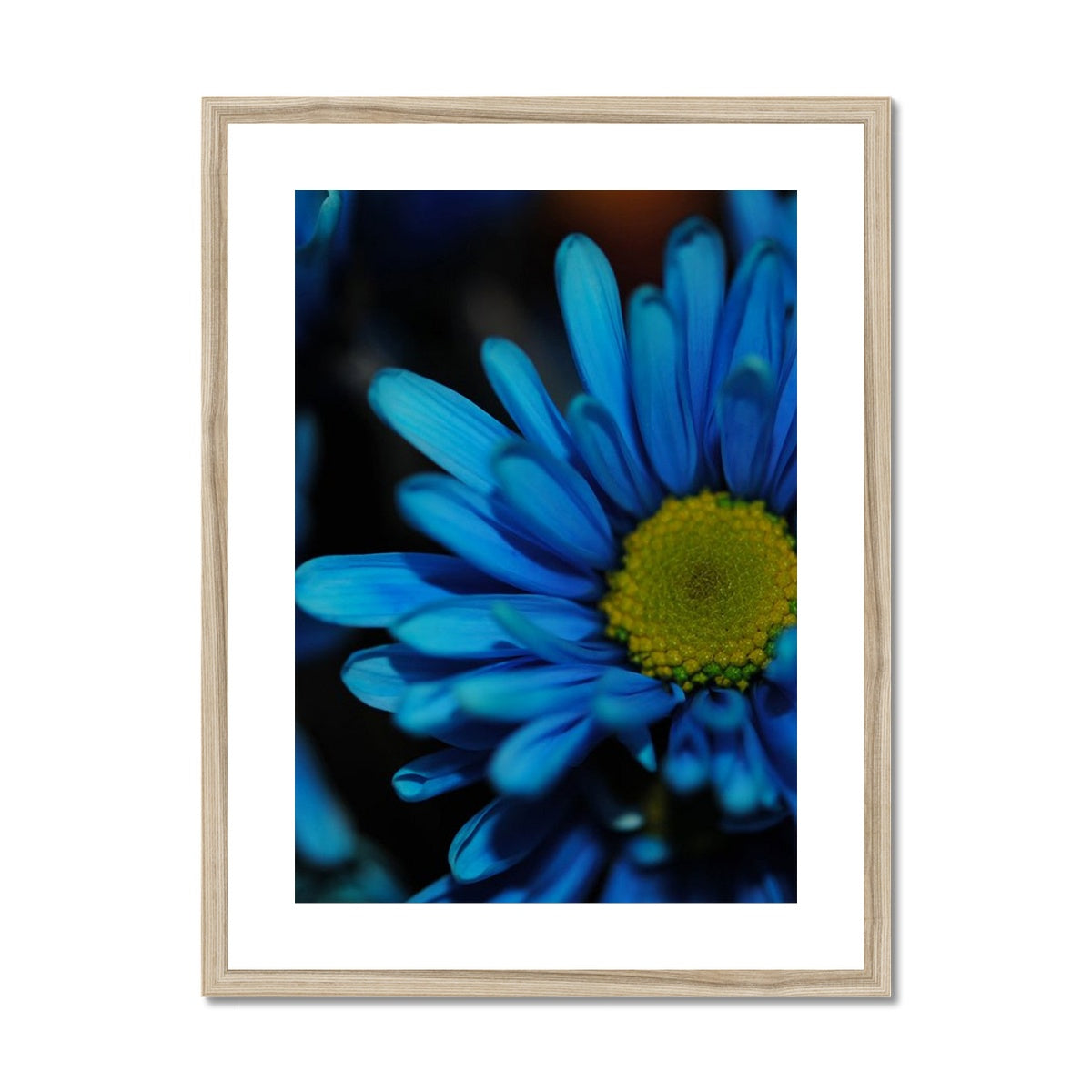 Blue Daisy Framed & Mounted Print