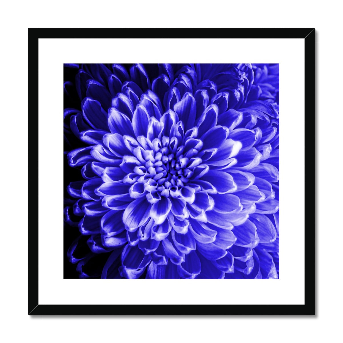 Blue Chrysanthemum Framed & Mounted Print